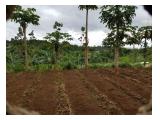 Jual Tanah Kebun