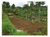 Jual Tanah Kebun