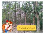 Dijual Tanah Beserta Pohon Jati di Tulungagung
