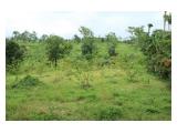 Tanah / Kebun Murah BU di Ciater, Subang, Lembang, Jalan Cagak, Subang