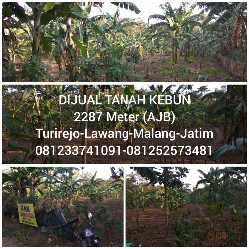 Jual Tanah Kebun Di Pandaan