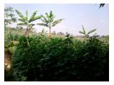 Dijual tanah di jl. Raya ciomas permai( dekat polsek ciomas )