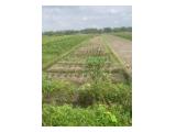 Sawah Produktif pinggir Jalan Aspal