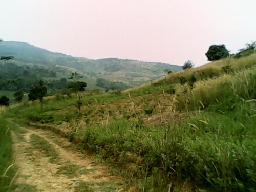 Jual Tanah Kebun Di Pandaan Pasuruan