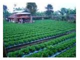 Kebun plus saung berfasilitas di Cisarua