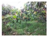 Dijual kebun coklat