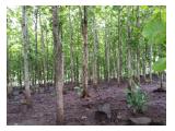 Dijual hutan jati siap panen (owner directly)